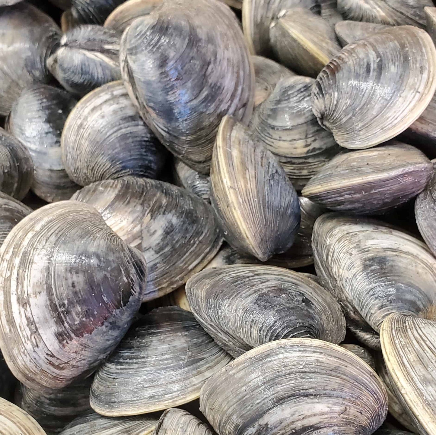 Littleneck Clams